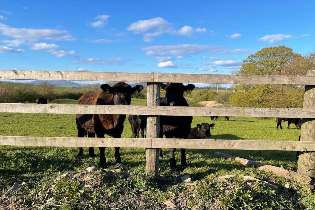 Galloway Farmstay Broughton Newton Stewart Esterno foto